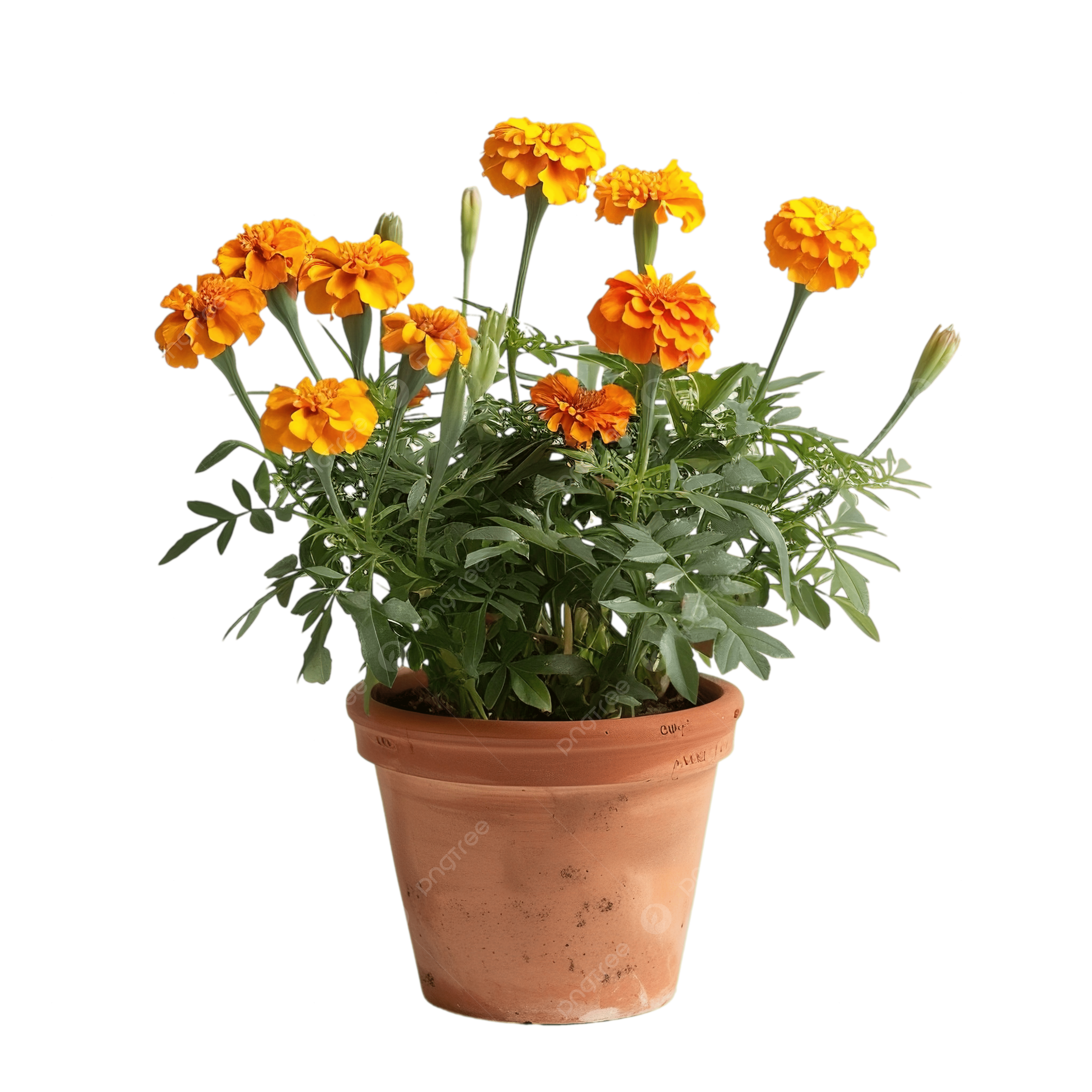 Potted Marigolds